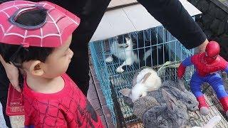 Superhero Spiderman Beli Hamster & Naik Delman keliling Kota !