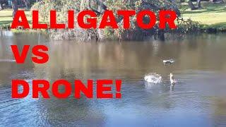Alligator trys to ATTACK drone!!  Video 1